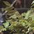 wisteriafoltsinensis1a