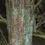 juniperusbarkvirginia1a1a