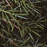 juniperusfolcommunis1a1a