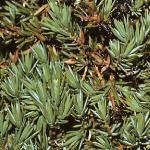 juniperusfolrecurvadensa1a1a