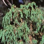 juniperusfolrecurva1a1a
