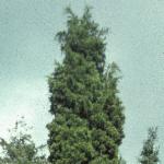 juniperusfolvirginia1a1a