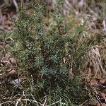juniperusforcommunis1a1a