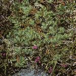 juniperusforrecurvadensa61a1a1