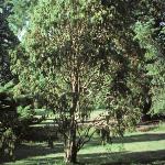 juniperusforrecurva1a1a