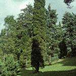 juniperusforvirginia1a1a