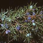 juniperusfrucommunis1a1a