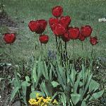 tulipaforapeldoorn1
