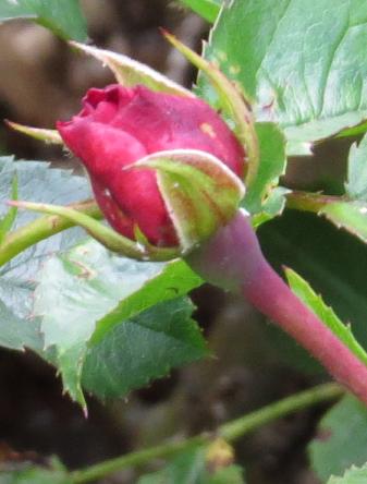 rosaflowercarpetrubybudogarnonswilliams
