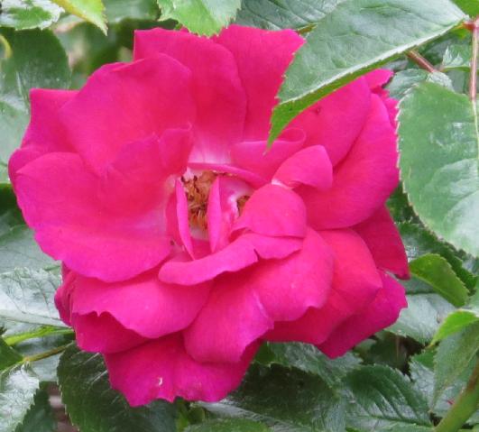 rosaflowercarpetrubyflomatgarnonswilliams