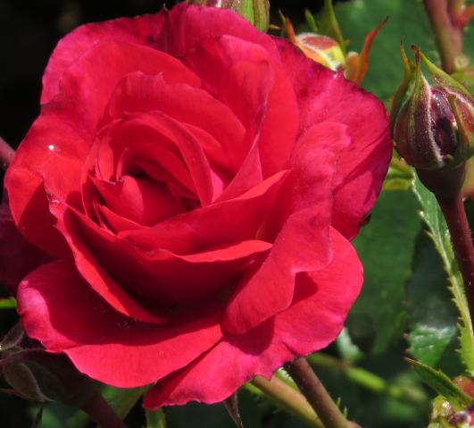rosaflowercarpetrubyflomid1garnonswilliams