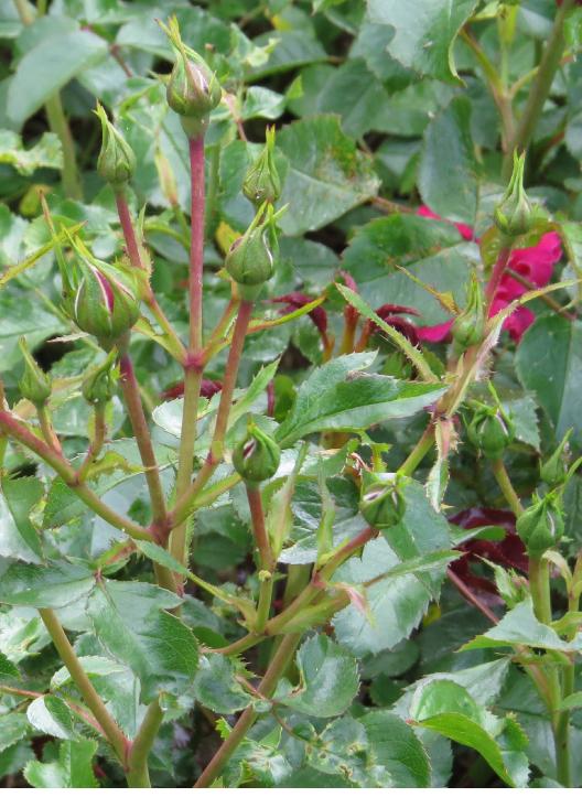 rosaflowercarpetrubyforsum2garnonswilliams