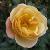 rosaflowercarpetambercflomidgarnonswilliams1