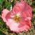 rosaflowercarpetcoralcflomidgarnonswilliams1