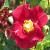 rosaflowercarpetredvelvetflomid1cgarnonswilliams1