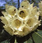 rhododendronmacabeanumflo1a1a1