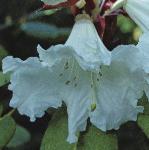 rhododendronyakushimanumflo1a1