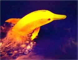 dolphin1