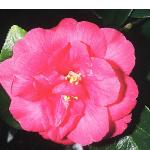 camelliaflojaponica1