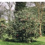 camelliaforjaponica1