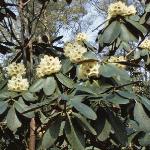 rhododendronmacabeanumflos1
