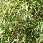 phyllostachysfornigra1