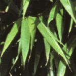 sinarundinariafol1