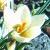 crocuscflochrysanthuswarleyfoord1a