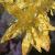 sedumflotspathulifoliumcapeblanco