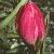 tulipaflotviolacea1