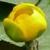 yellowfflowaterlilybritishflora