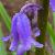 hyacinthoidesplo91cnonscriptawikimediacommons1a
