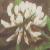 trifoliumcfloprepenswhiteclovercorke1a