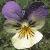 centaurea montana flower