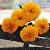 chrysanthemumpenninediggerflot1a