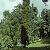 juniperusfortvirginia