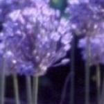 alliumpflocaesiumrvroger