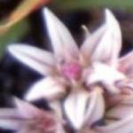 alliumpflocrenulatumrvroger