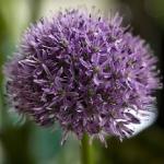 alliumpflogladiatorgeetee