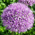 alliumpflogladiatorrvroger