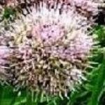 alliumpflomaximowicziirvroger