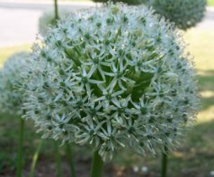 alliumpflomontblancrvroger