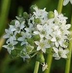 alliumpfloramosumrvroger