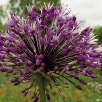 alliumpflorosenbachianumrvroger