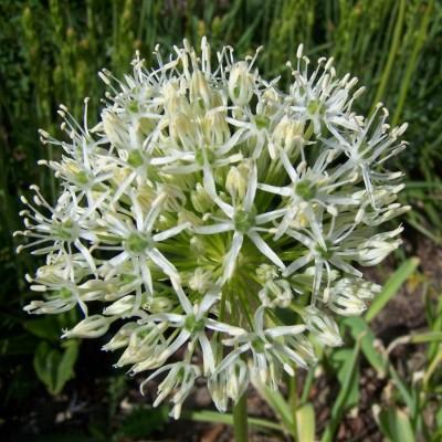 alliumpflostipitatumalbumrvroger