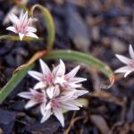 alliumpfloscrenulatumrvroger