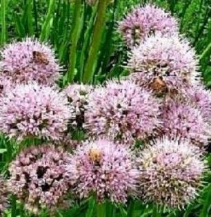 alliumpflosmaximowicziirvroger