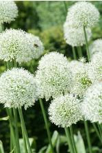 alliumpflosmontblancgeetee