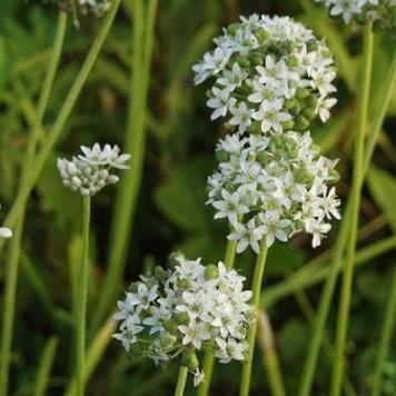 alliumpflosramosumrvroger