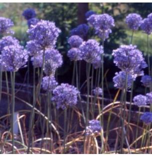 alliumpforcaesiumrvroger